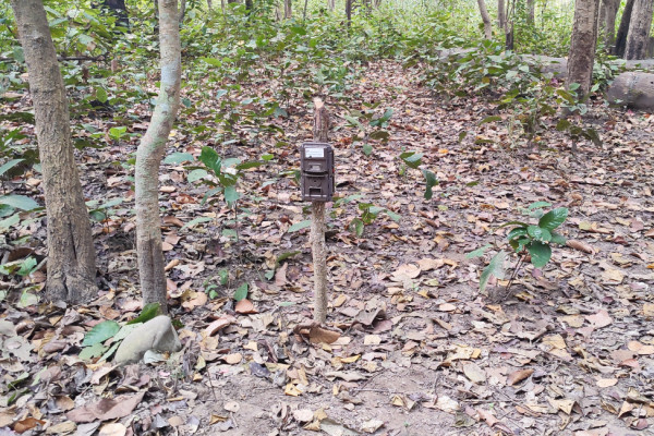 शुक्लाफाँटामा बाघ गणना सुरु